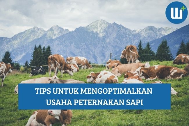 Tips untuk Mengoptimalkan Usaha Peternakan Sapi